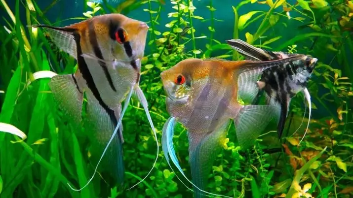 Zoetwatervis en aquarium (33 foto's): Keuze van aquarium. Beschrijving van de mooiste, lichte en zeldzame inwoners van zoetwateraquaria 11418_21