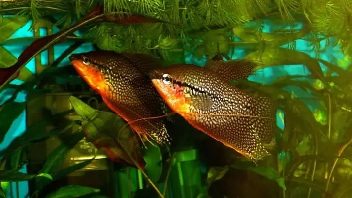 Freshwater fisk en akwarium (33 foto's): Kiste fan akwarium. Beskriuwing fan 'e moaiste, heldere en seldsume ynwenners fan swietwetter-akwariums 11418_23