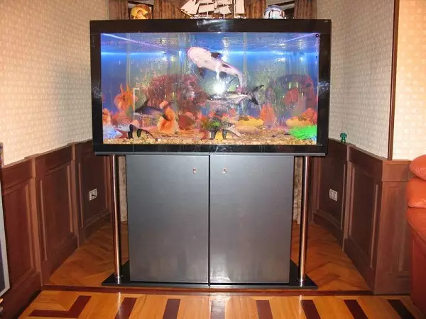 Sensalakvaj fiŝoj kaj akvario (33 fotoj): elekto de akvario. Priskribo de la plej bela, brila kaj maloftaj loĝantoj de dolĉa akvo akvarioj 11418_4