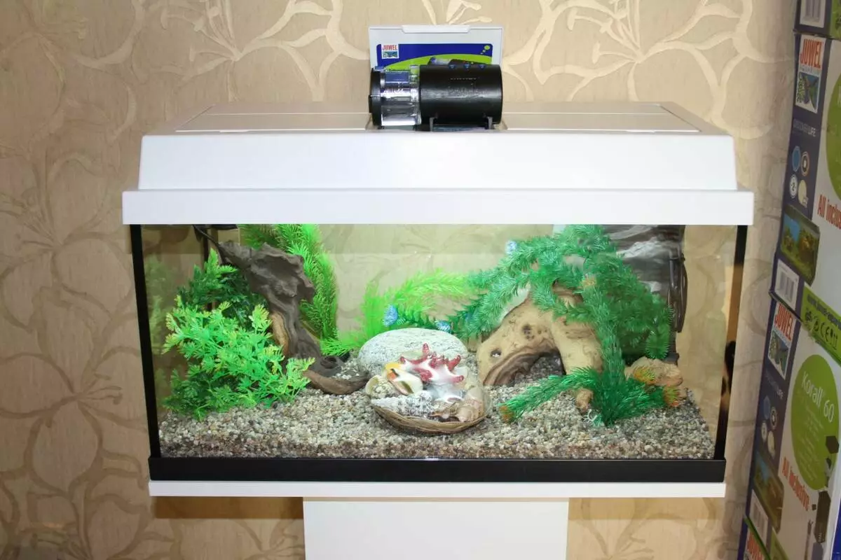 Aliments pour Aquarium (16 photos): Pourquoi avez-vous besoin d'un mangeoire automatique pour le poisson d'aquarium? Modèles électroniques et autres pour poissons 11421_12