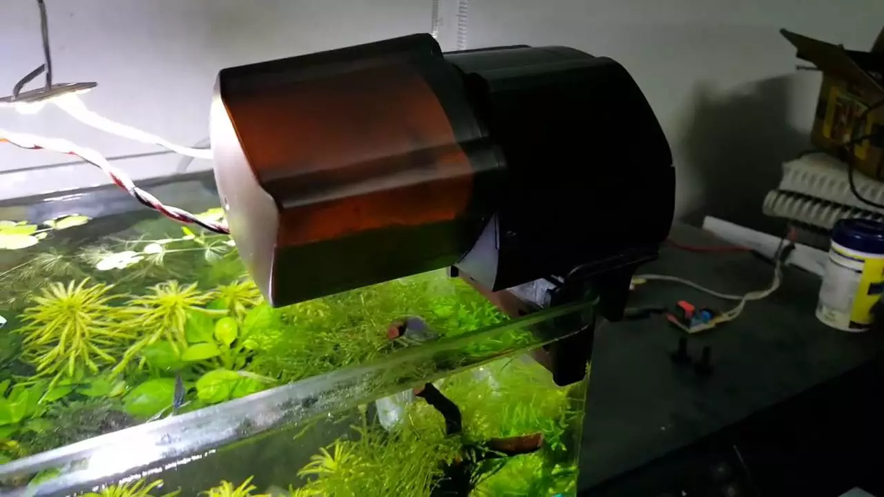 Aliments pour Aquarium (16 photos): Pourquoi avez-vous besoin d'un mangeoire automatique pour le poisson d'aquarium? Modèles électroniques et autres pour poissons 11421_13
