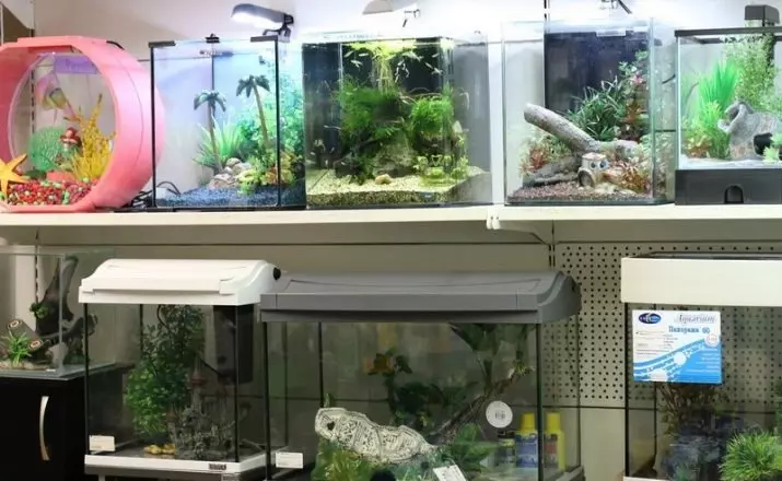 Akvárium kezdőknek (45 fotók): Care for Aquarium és halak kezdőknek. Az otthoni karbantartás szabályait. Milyen akvárium van választani? 11426_11