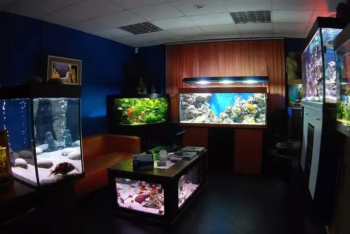 Akvárium kezdőknek (45 fotók): Care for Aquarium és halak kezdőknek. Az otthoni karbantartás szabályait. Milyen akvárium van választani? 11426_12