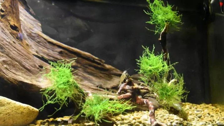 Yavansky Moss i akvariet (11 bilder): Hvordan vokse og konsolidere? Innholdsanbefalinger. Hvorfor vokser ikke akvariet mos og dør? 11429_2