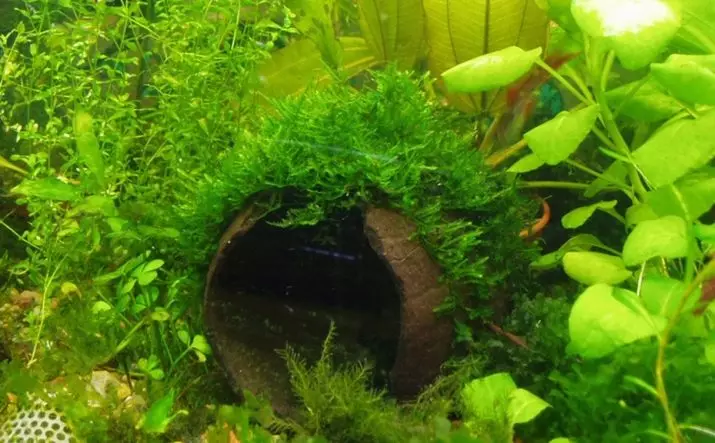 Yavansky Moss în acvariu (11 fotografii): Cum să crească și să consolideze? Recomandări de conținut. De ce nu cresc Moss și moare de acvariu? 11429_3