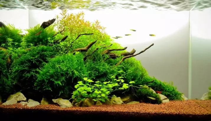 Yavansky Moss în acvariu (11 fotografii): Cum să crească și să consolideze? Recomandări de conținut. De ce nu cresc Moss și moare de acvariu? 11429_4