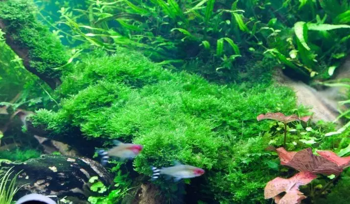 Yavansky Moss în acvariu (11 fotografii): Cum să crească și să consolideze? Recomandări de conținut. De ce nu cresc Moss și moare de acvariu? 11429_5