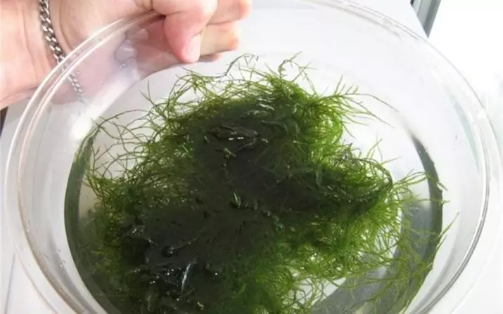 Yavansky Moss în acvariu (11 fotografii): Cum să crească și să consolideze? Recomandări de conținut. De ce nu cresc Moss și moare de acvariu? 11429_6