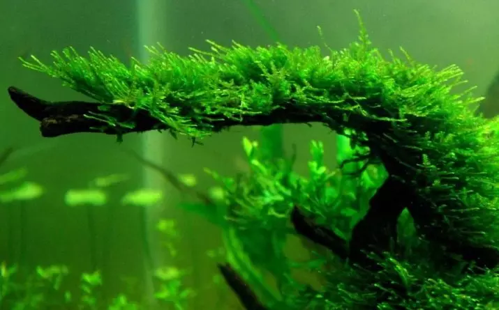 Yavansky Moss i akvariet (11 bilder): Hvordan vokse og konsolidere? Innholdsanbefalinger. Hvorfor vokser ikke akvariet mos og dør? 11429_7