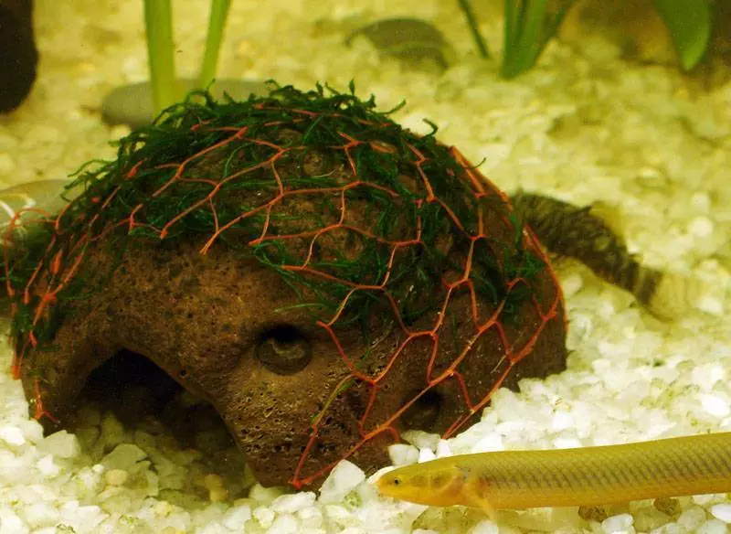 Yavansky Moss în acvariu (11 fotografii): Cum să crească și să consolideze? Recomandări de conținut. De ce nu cresc Moss și moare de acvariu? 11429_9