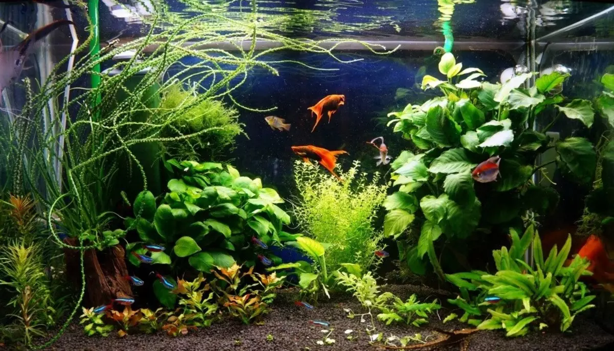 Различия аквариума и естественного водоема. Красивый аквариум 100. Красивый аквариум 50 литров. Красивый аквариум 60 литров. Аквариумные растения для золотых рыбок.