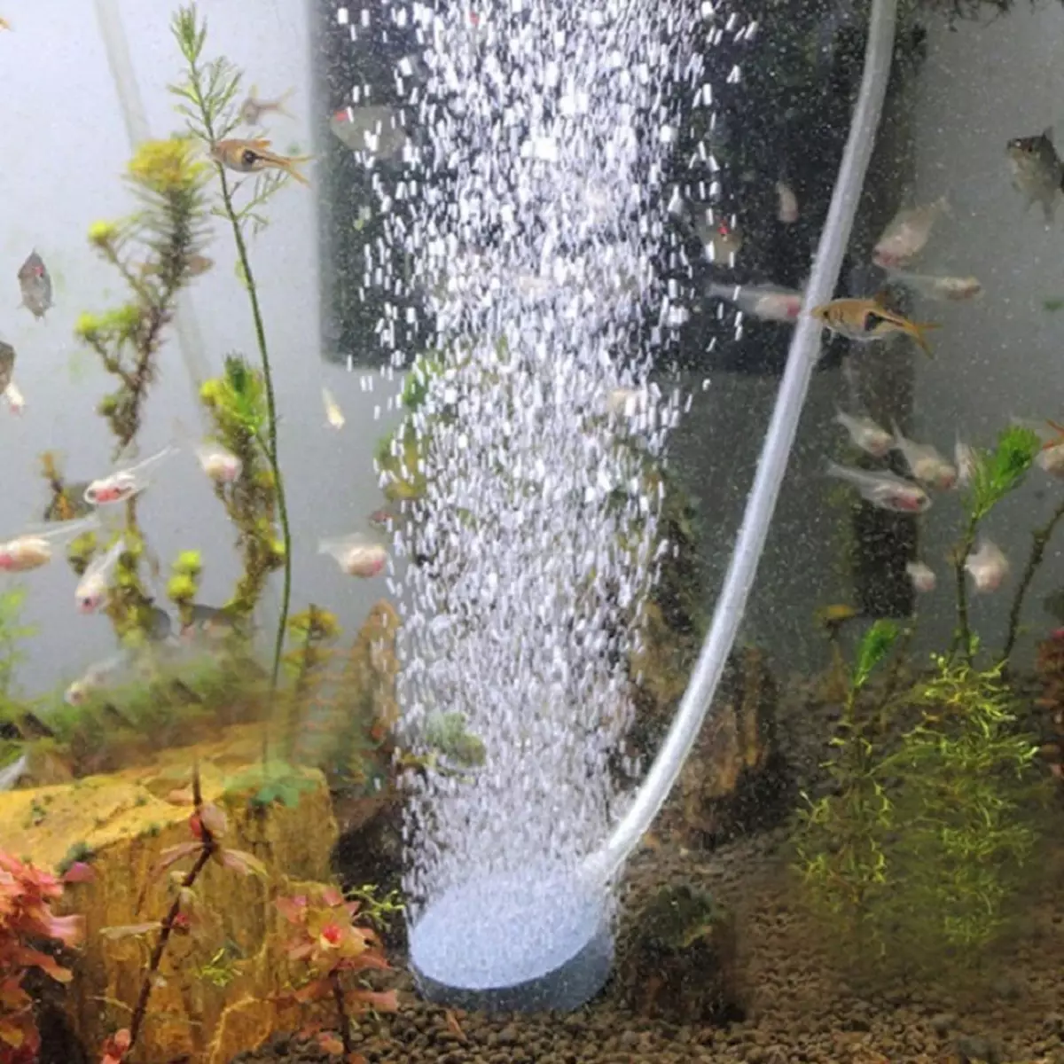 Aeração da água no aquário (34 fotos): O que é isso? Quantas vezes incluem o suprimento de oxigênio para peixes? Quantos ar devem funcionar? Comprimidos de oxigênio e outras maneiras 11430_16