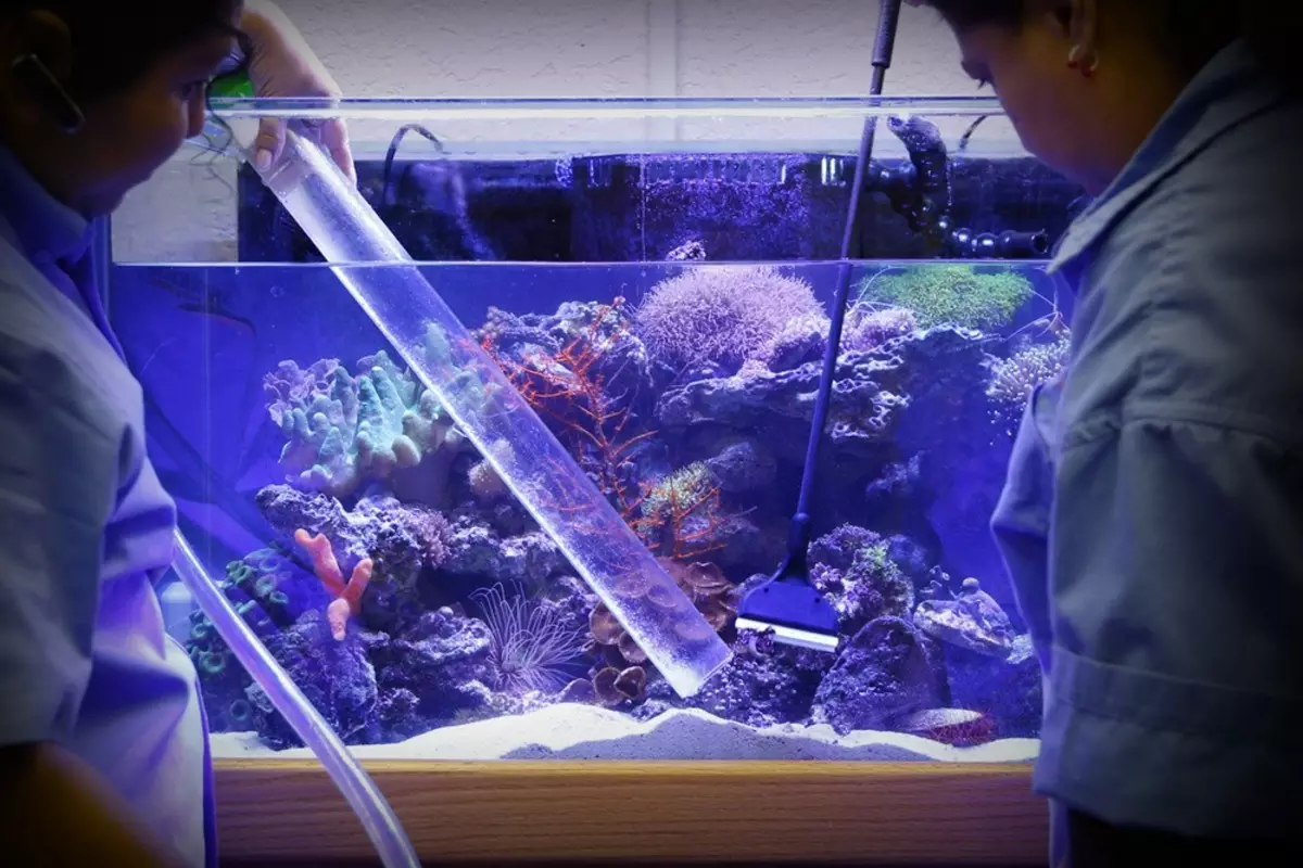 Aeração da água no aquário (34 fotos): O que é isso? Quantas vezes incluem o suprimento de oxigênio para peixes? Quantos ar devem funcionar? Comprimidos de oxigênio e outras maneiras 11430_32
