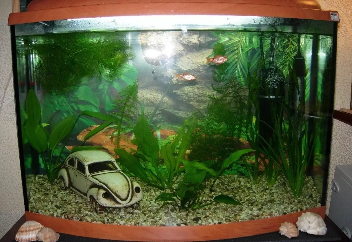 Aeração da água no aquário (34 fotos): O que é isso? Quantas vezes incluem o suprimento de oxigênio para peixes? Quantos ar devem funcionar? Comprimidos de oxigênio e outras maneiras 11430_8