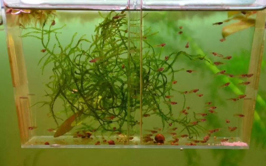 Aeração da água no aquário (34 fotos): O que é isso? Quantas vezes incluem o suprimento de oxigênio para peixes? Quantos ar devem funcionar? Comprimidos de oxigênio e outras maneiras 11430_9