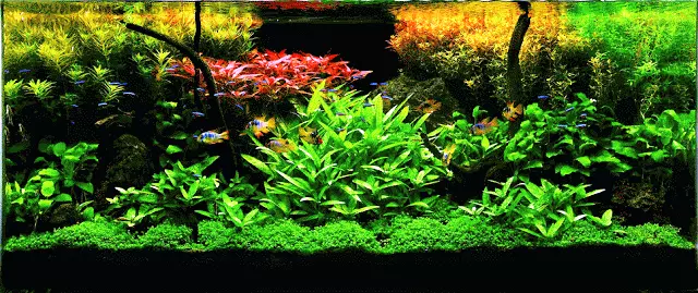 Холандски аквариум (19 снимки): Характеристики на растителния аквариум. схема на растенията за кацане в холандски стил. правила Пейзаж производствени 11431_19