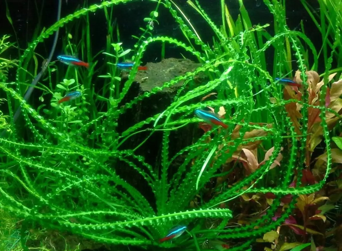 Кринум аквариумное растение