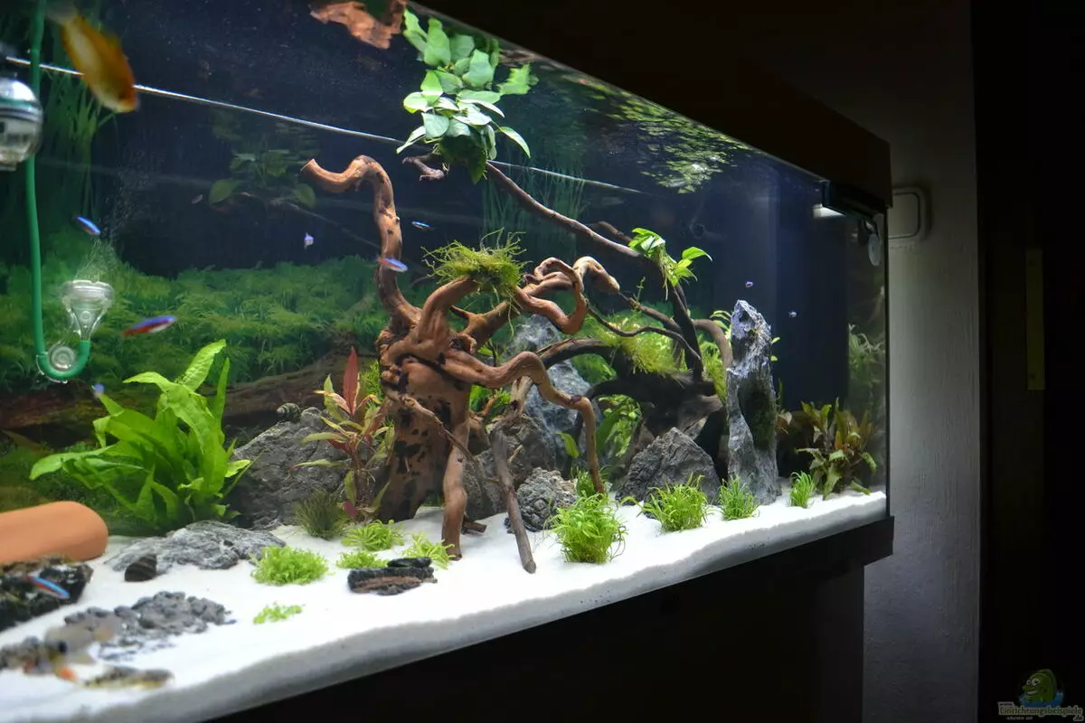 Опрема за аквариум (35 слики): Преглед на флејти и други аквариум риба опрема одгледување дома 11440_2