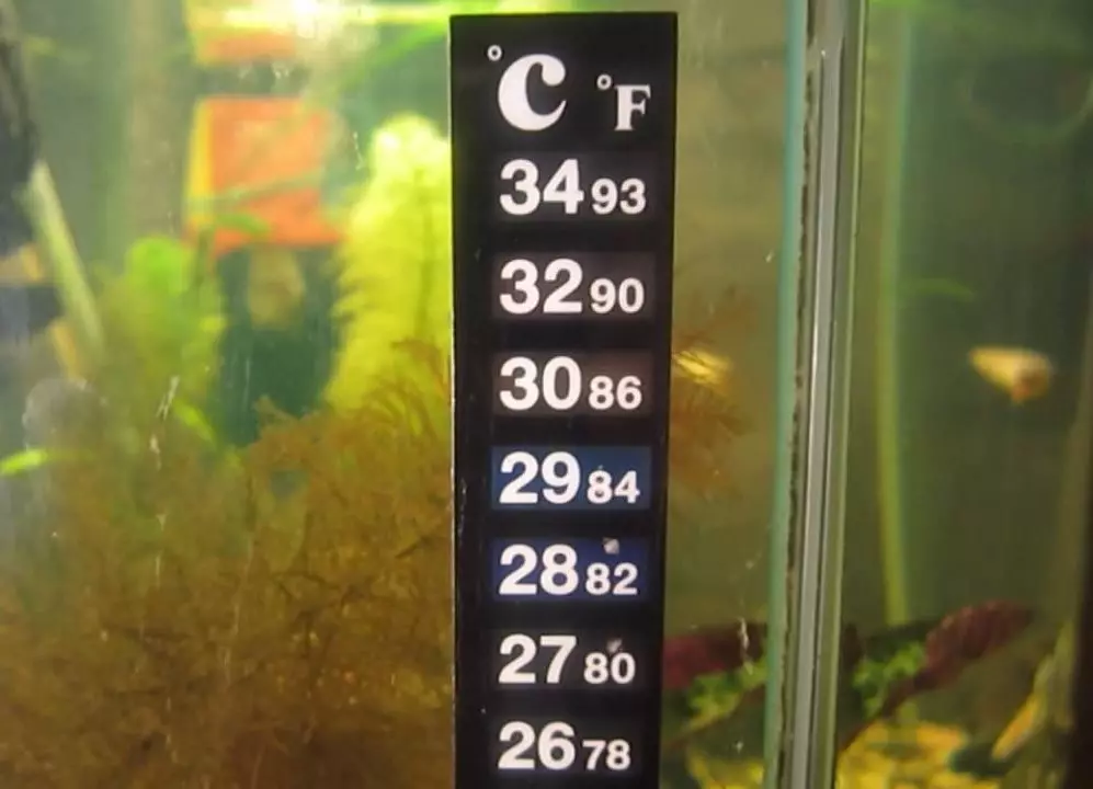 Aquarium (35 پارچە رەسىم) نىڭ ئۈسكۈنىلىرى: ئۆيىدىكى چىۋىن ۋە باشقا سۇلارنى بېقىش ئۈسكۈنىلىرىنى تەكشۈرۈش 11440_34