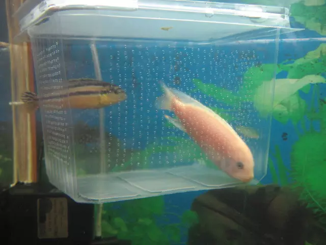 Опрема за аквариум (35 слики): Преглед на флејти и други аквариум риба опрема одгледување дома 11440_35
