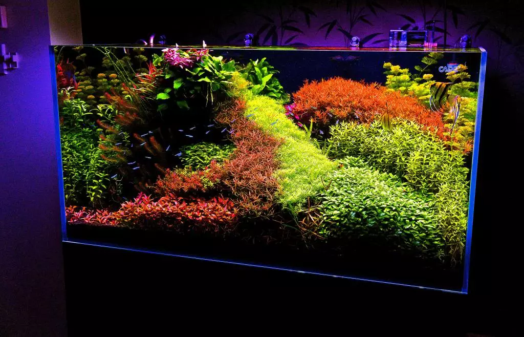 Aquarium-ийн бүртгэл (81 фото зураг): Өөрийн гараараа үзэсгэлэнтэй аквариум зохиом. Юу чимэглэж болох вэ? AquadizayA бяцхан аквариумуудын жишээ 11443_10