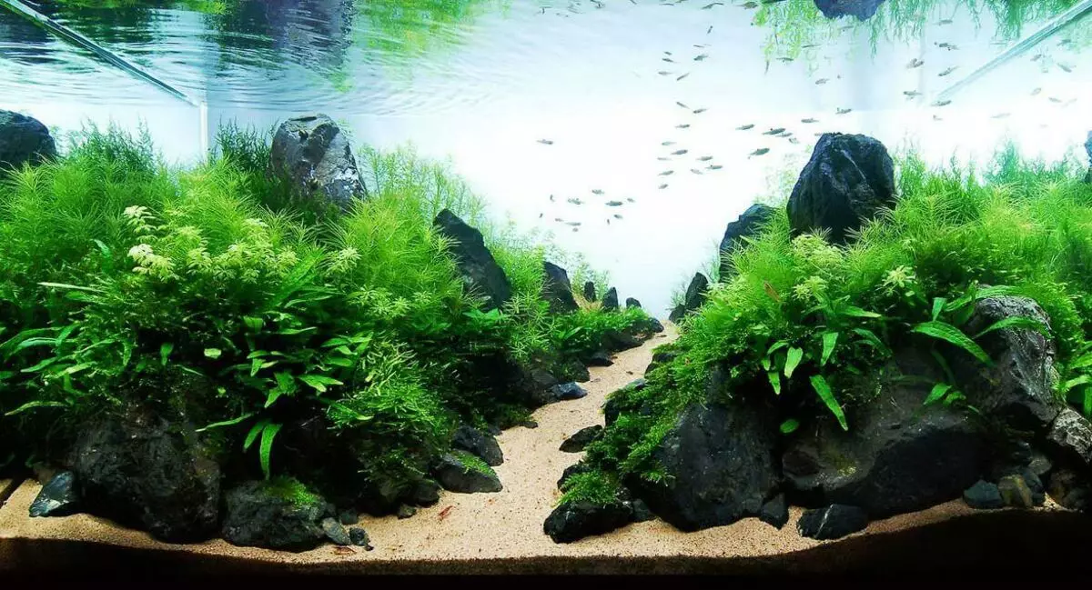 Registration of aquarium (81 photos): Create a beautiful aquarium design with your own hands. What can be decorated? Examples of Aquadizayna Little Aquariums with Stones 11443_13