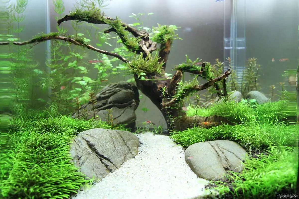 Iforukọsilẹ ti aquarium (awọn fọto 81): Ṣẹda apẹrẹ ti aquarium kan pẹlu awọn ọwọ tirẹ. Kini o le ṣe ọṣọ? Awọn apẹẹrẹ ti Aquadizyna Kekere pẹlu awọn okuta 11443_14