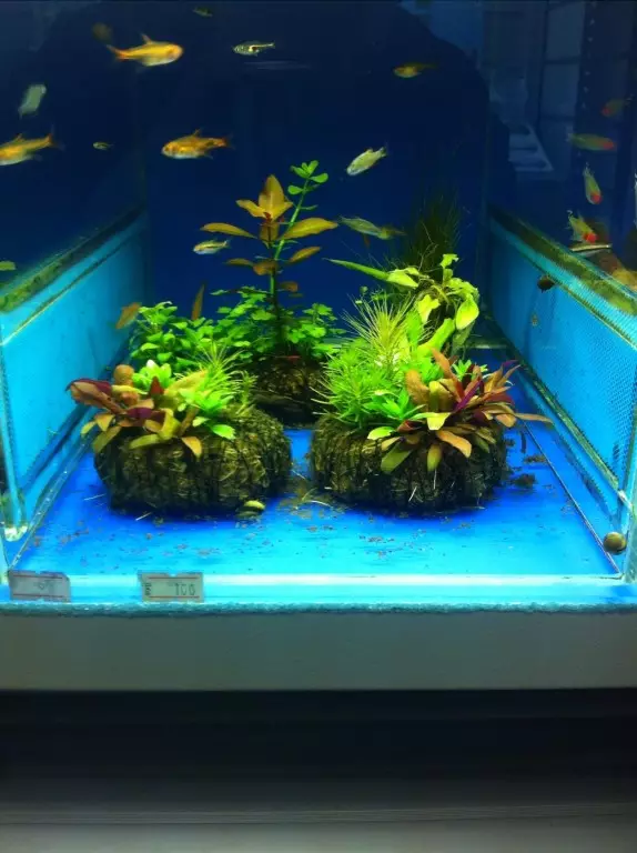 Aquarium-ийн бүртгэл (81 фото зураг): Өөрийн гараараа үзэсгэлэнтэй аквариум зохиом. Юу чимэглэж болох вэ? AquadizayA бяцхан аквариумуудын жишээ 11443_17