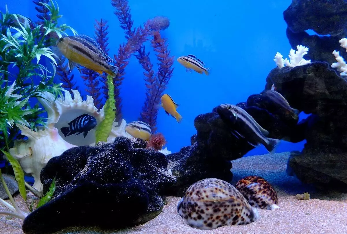 Iforukọsilẹ ti aquarium (awọn fọto 81): Ṣẹda apẹrẹ ti aquarium kan pẹlu awọn ọwọ tirẹ. Kini o le ṣe ọṣọ? Awọn apẹẹrẹ ti Aquadizyna Kekere pẹlu awọn okuta 11443_18