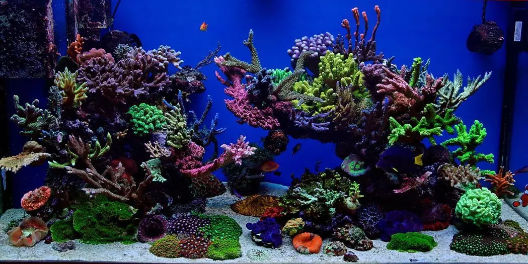 Aquarium-ийн бүртгэл (81 фото зураг): Өөрийн гараараа үзэсгэлэнтэй аквариум зохиом. Юу чимэглэж болох вэ? AquadizayA бяцхан аквариумуудын жишээ 11443_19