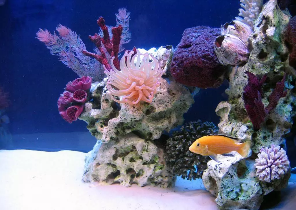 Iforukọsilẹ ti aquarium (awọn fọto 81): Ṣẹda apẹrẹ ti aquarium kan pẹlu awọn ọwọ tirẹ. Kini o le ṣe ọṣọ? Awọn apẹẹrẹ ti Aquadizyna Kekere pẹlu awọn okuta 11443_20