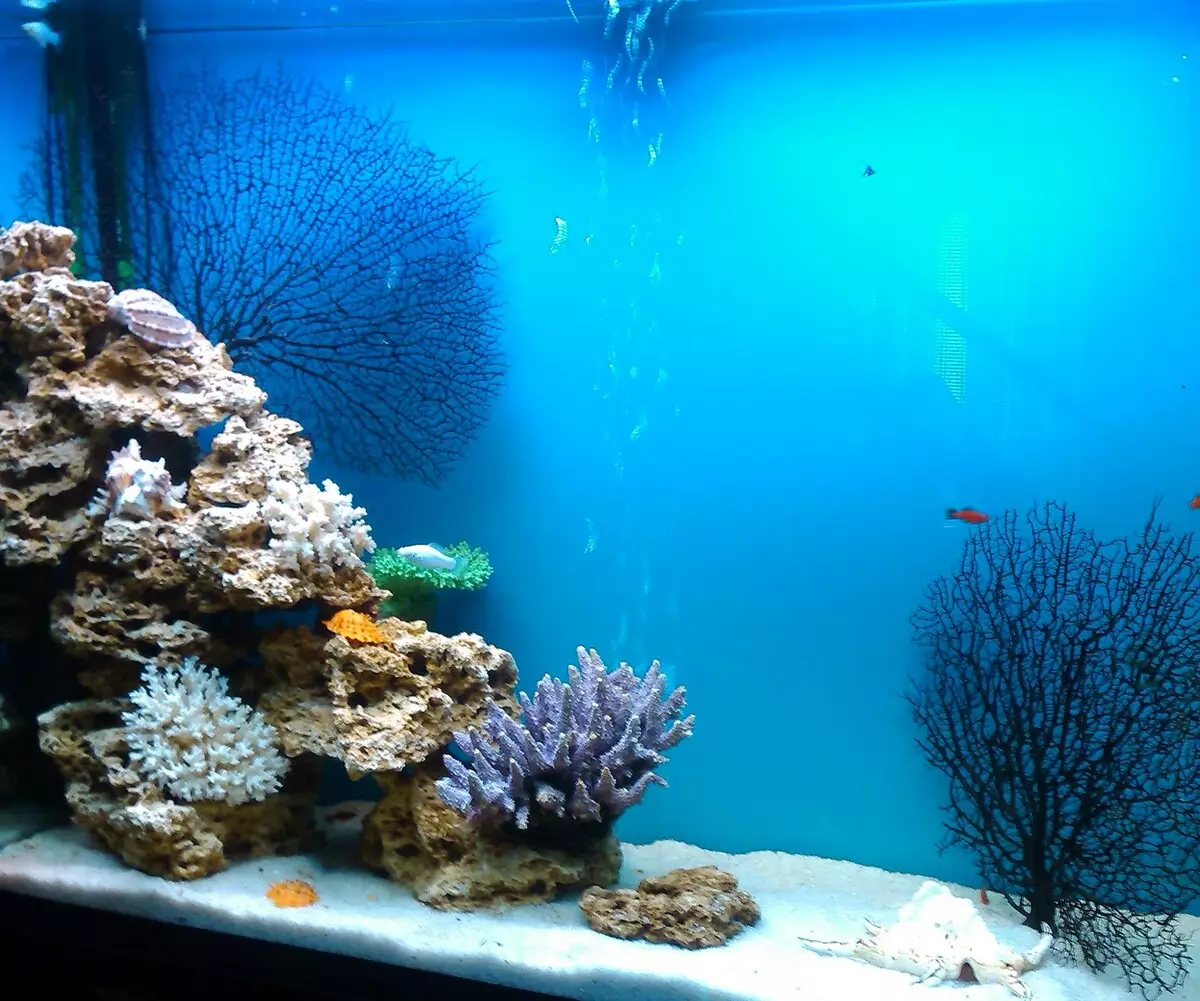 Registration of aquarium (81 photos): Create a beautiful aquarium design with your own hands. What can be decorated? Examples of Aquadizayna Little Aquariums with Stones 11443_21
