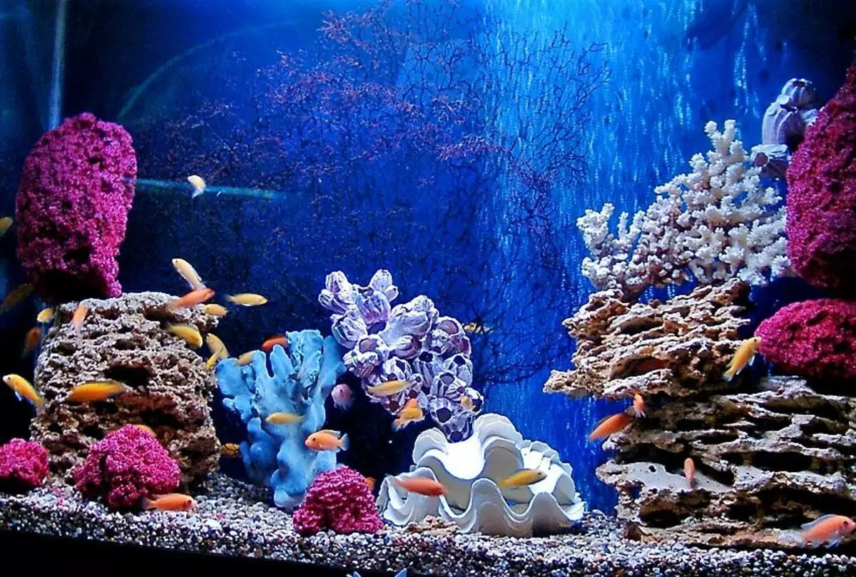 Iforukọsilẹ ti aquarium (awọn fọto 81): Ṣẹda apẹrẹ ti aquarium kan pẹlu awọn ọwọ tirẹ. Kini o le ṣe ọṣọ? Awọn apẹẹrẹ ti Aquadizyna Kekere pẹlu awọn okuta 11443_22