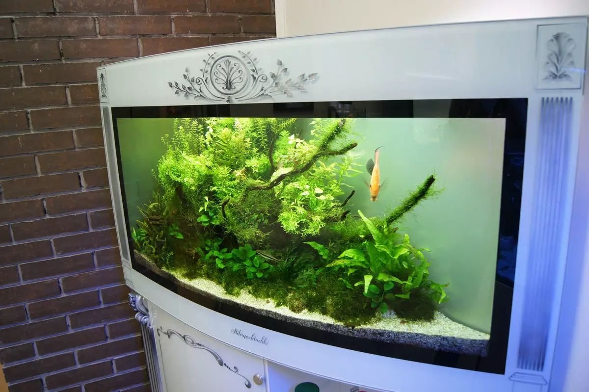 Registration of aquarium (81 photos): Create a beautiful aquarium design with your own hands. What can be decorated? Examples of Aquadizayna Little Aquariums with Stones 11443_23