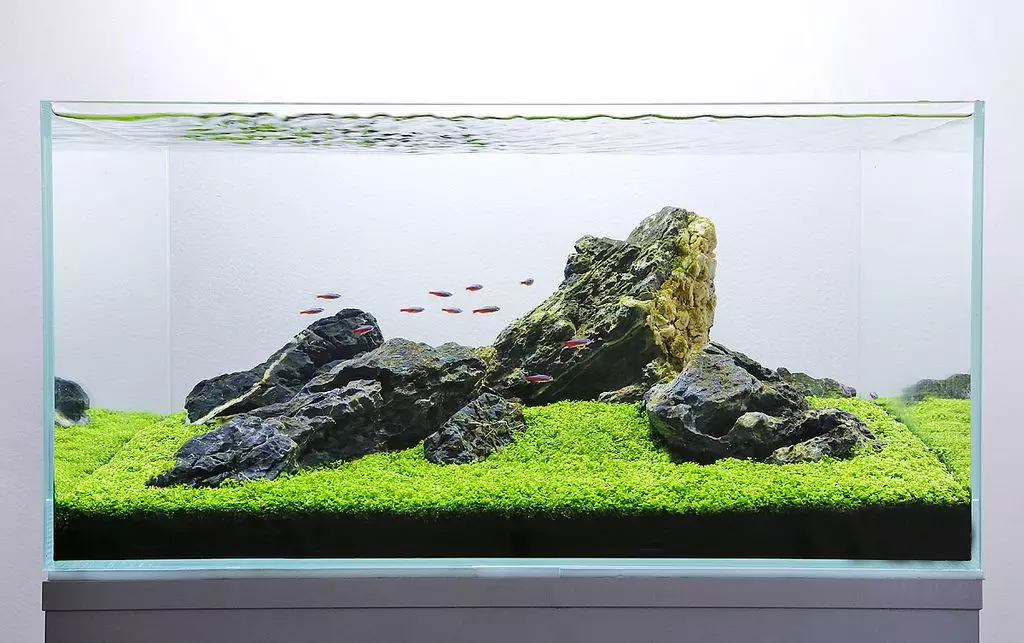Registration of aquarium (81 photos): Create a beautiful aquarium design with your own hands. What can be decorated? Examples of Aquadizayna Little Aquariums with Stones 11443_27