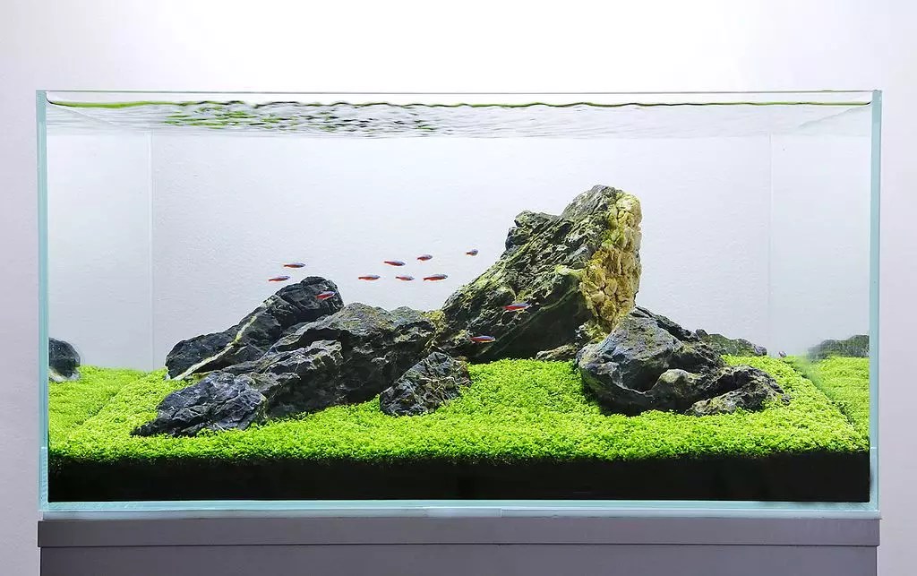 Iforukọsilẹ ti aquarium (awọn fọto 81): Ṣẹda apẹrẹ ti aquarium kan pẹlu awọn ọwọ tirẹ. Kini o le ṣe ọṣọ? Awọn apẹẹrẹ ti Aquadizyna Kekere pẹlu awọn okuta 11443_27