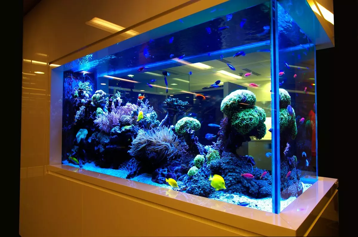 Iforukọsilẹ ti aquarium (awọn fọto 81): Ṣẹda apẹrẹ ti aquarium kan pẹlu awọn ọwọ tirẹ. Kini o le ṣe ọṣọ? Awọn apẹẹrẹ ti Aquadizyna Kekere pẹlu awọn okuta 11443_3