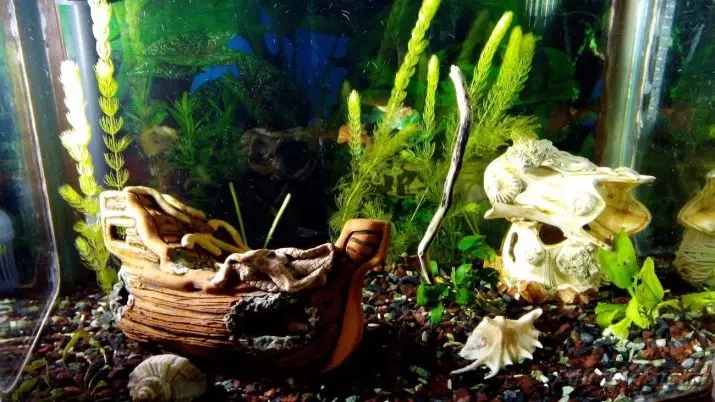 Kulembetsa kwa Aquarium (Zithunzi 81): Pangani kapangidwe kake kokongola kwa aquarium ndi manja anu. Kodi tingakongoletsedwe bwanji? Zitsanzo za Aquadizayna Chimbudzi 11443_32