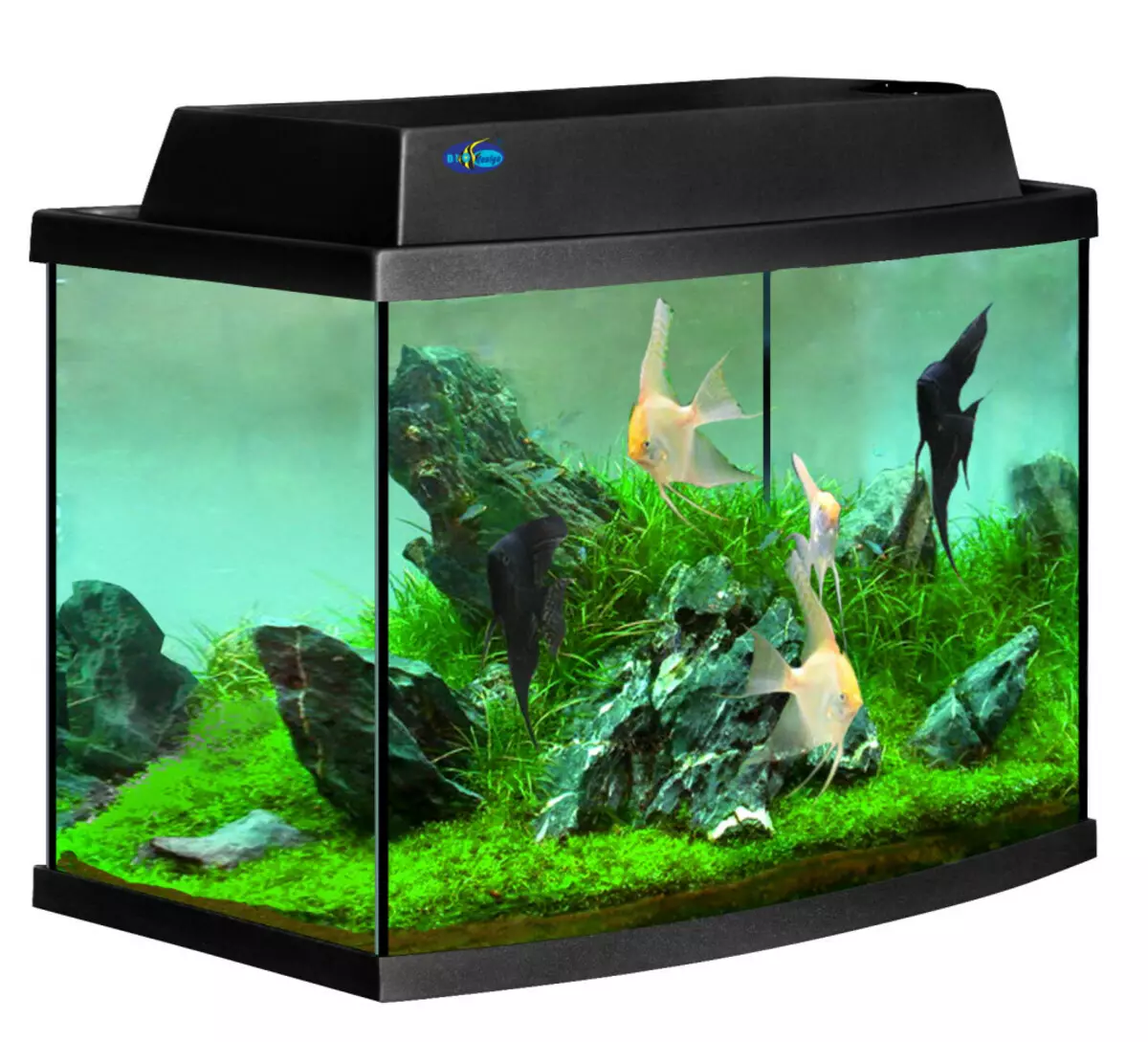 Aquarium-ийн бүртгэл (81 фото зураг): Өөрийн гараараа үзэсгэлэнтэй аквариум зохиом. Юу чимэглэж болох вэ? AquadizayA бяцхан аквариумуудын жишээ 11443_5