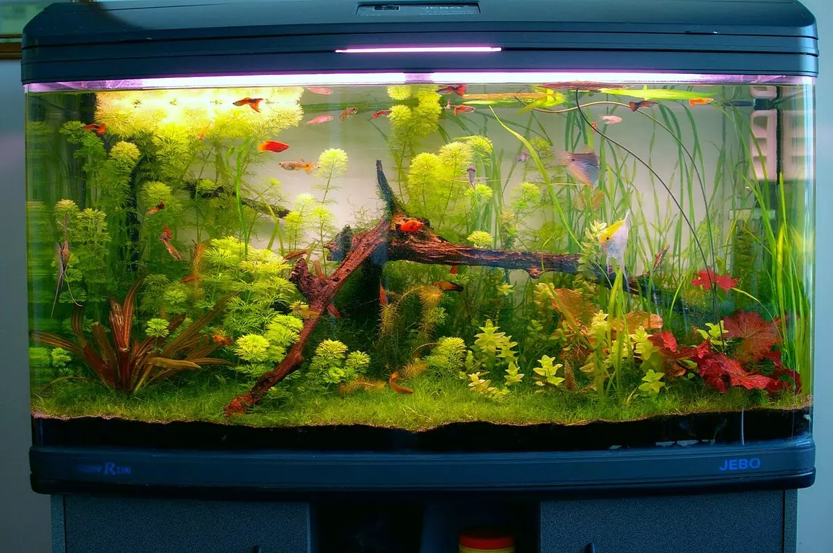 Registration of aquarium (81 photos): Create a beautiful aquarium design with your own hands. What can be decorated? Examples of Aquadizayna Little Aquariums with Stones 11443_6