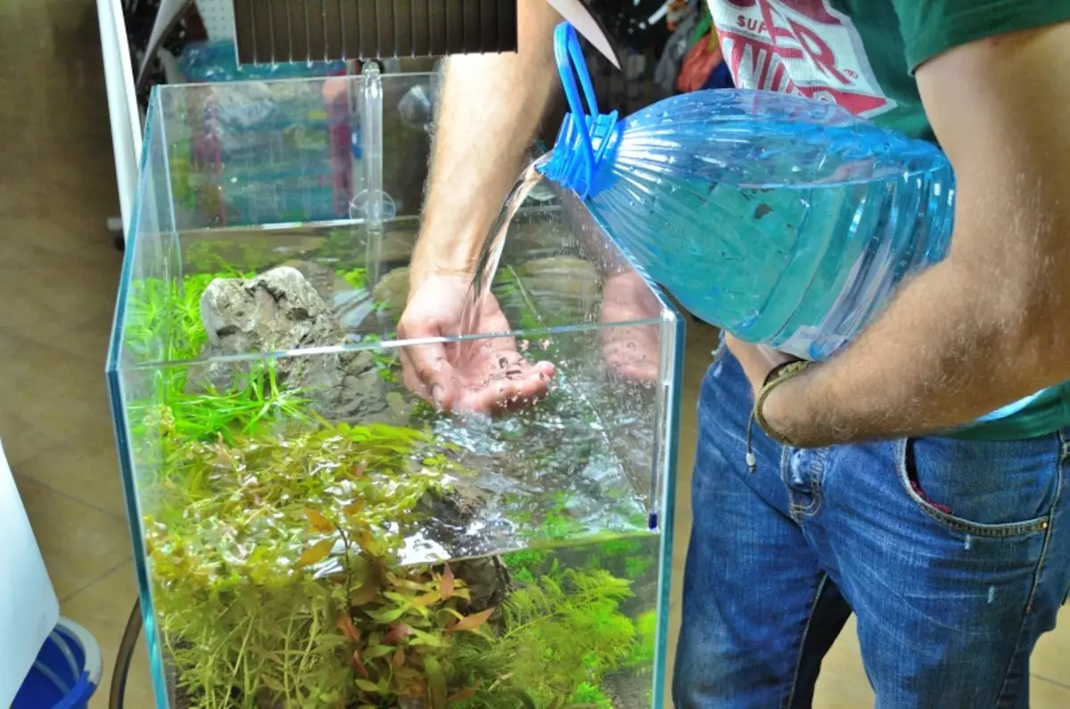 Iforukọsilẹ ti aquarium (awọn fọto 81): Ṣẹda apẹrẹ ti aquarium kan pẹlu awọn ọwọ tirẹ. Kini o le ṣe ọṣọ? Awọn apẹẹrẹ ti Aquadizyna Kekere pẹlu awọn okuta 11443_73