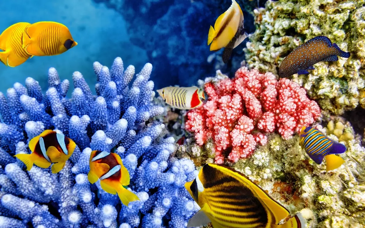 Aquarium-ийн бүртгэл (81 фото зураг): Өөрийн гараараа үзэсгэлэнтэй аквариум зохиом. Юу чимэглэж болох вэ? AquadizayA бяцхан аквариумуудын жишээ 11443_75