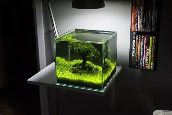 Registration of aquarium (81 photos): Create a beautiful aquarium design with your own hands. What can be decorated? Examples of Aquadizayna Little Aquariums with Stones 11443_79