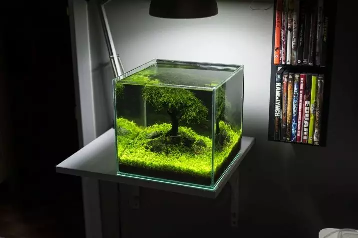 Iforukọsilẹ ti aquarium (awọn fọto 81): Ṣẹda apẹrẹ ti aquarium kan pẹlu awọn ọwọ tirẹ. Kini o le ṣe ọṣọ? Awọn apẹẹrẹ ti Aquadizyna Kekere pẹlu awọn okuta 11443_79