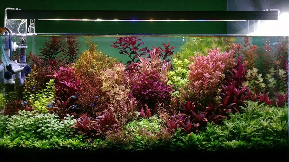 Aquarium-ийн бүртгэл (81 фото зураг): Өөрийн гараараа үзэсгэлэнтэй аквариум зохиом. Юу чимэглэж болох вэ? AquadizayA бяцхан аквариумуудын жишээ 11443_8