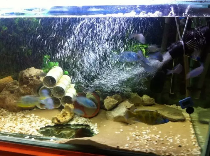 Iingcingo ze-Aquarium (iifoto ezingama-30): Kutheni le nto ifunelwa yi-Aquarium? Abakhweli kwiibhetri kunye nohlengahlengiso lomoya. Ungayifaka njani? 11445_14