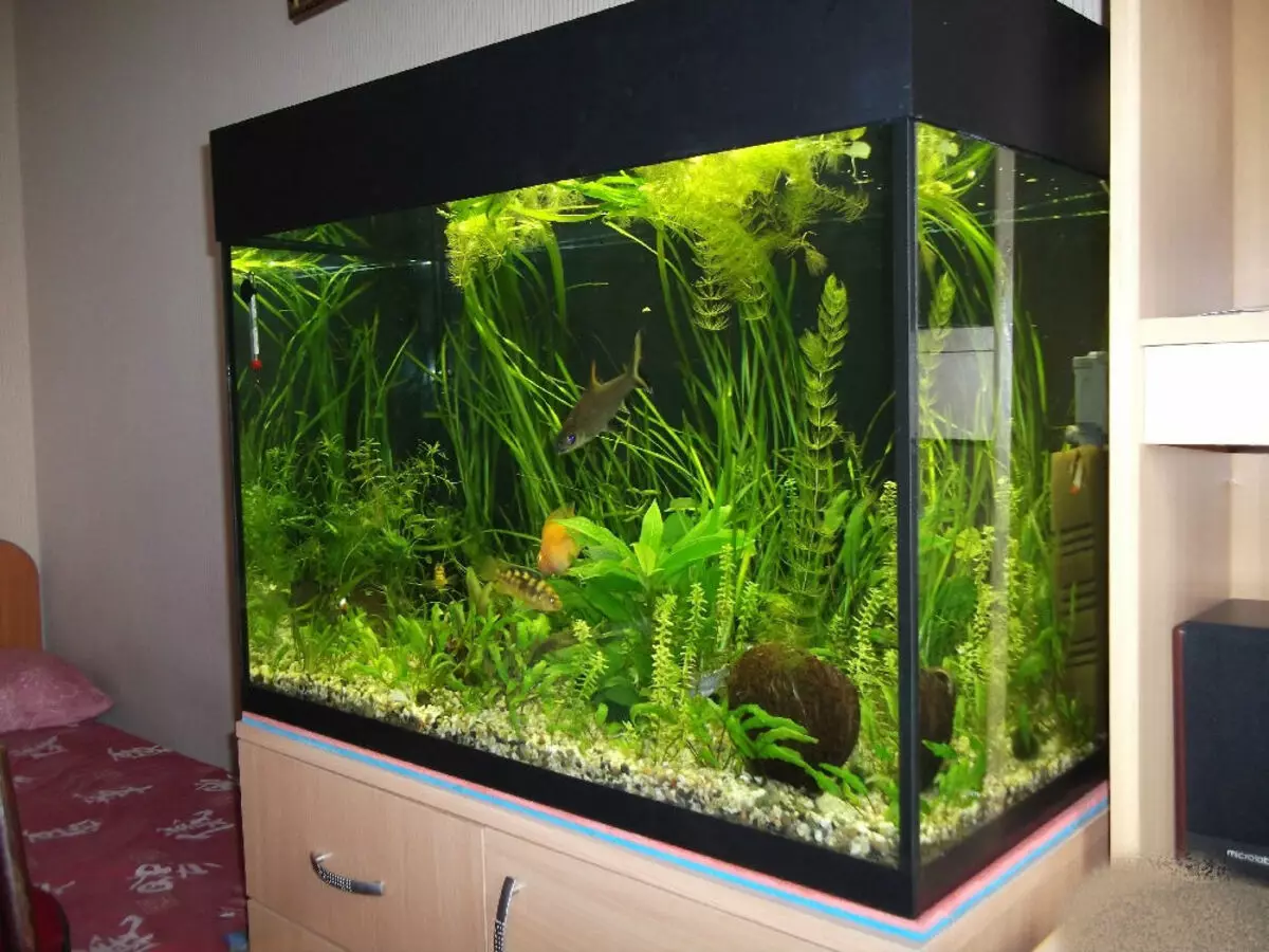 Aschreiwung vum Aquarium fir 200 Liter (31 Punkten): Wéi soll een mat Ären eegenen Hänn sacken? Schéin Design Optiounen mat der Beschreiwung 11446_3