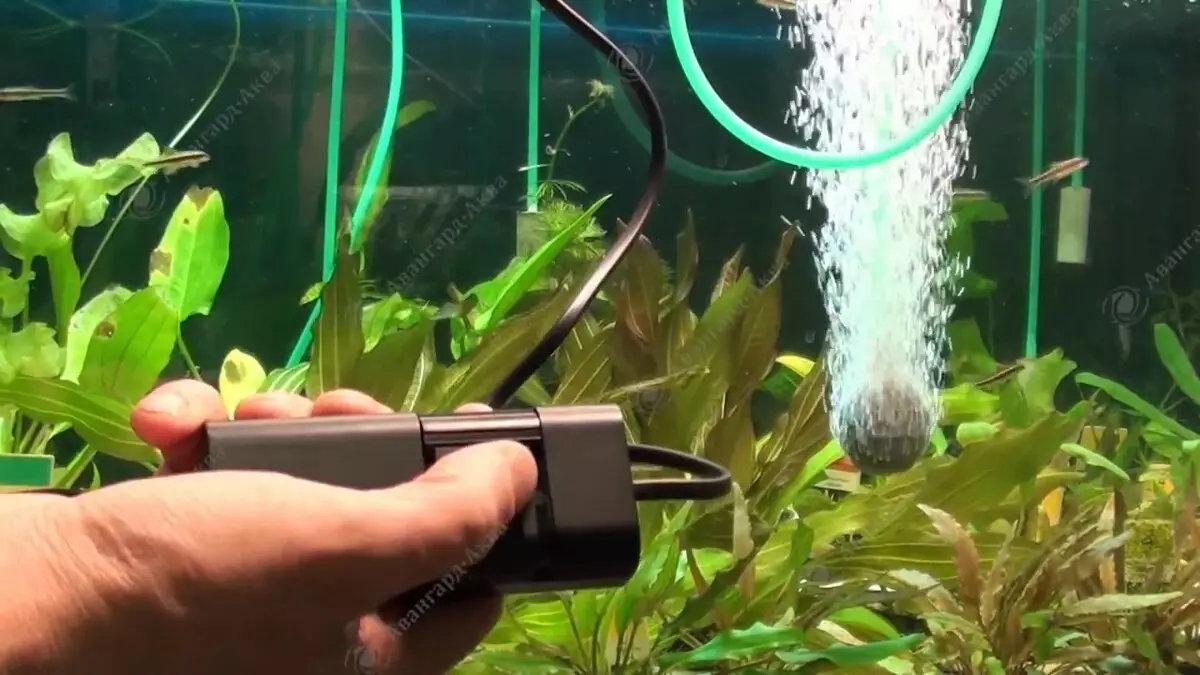 Kas būtu temperatūra akvārijā zivīm? 22 Fotoattēlu optimālā ūdens temperatūra. Kā pazemināt to vēlamajā pakāpē un uzturēt? Kā noteikt temperatūras akvārija termometru? 11450_22
