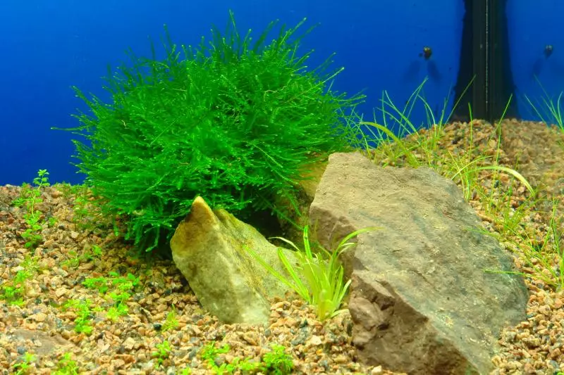 Перекись в аквариум с рыбками. Искусственные водоросли для аквариума. Перекись водорода в аквариум с рыбками дозировка от сине зеленых.