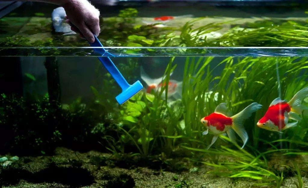 Quanto spesso hai bisogno di cambiare l'acqua nell'acquario? 19 foto Quante volte hai bisogno di cambiare acqua nell'acquario di 10 e 20, 30 e 50 litri? Regole della sostituzione dell'acqua per pescare dopo il primo lancio 11455_17